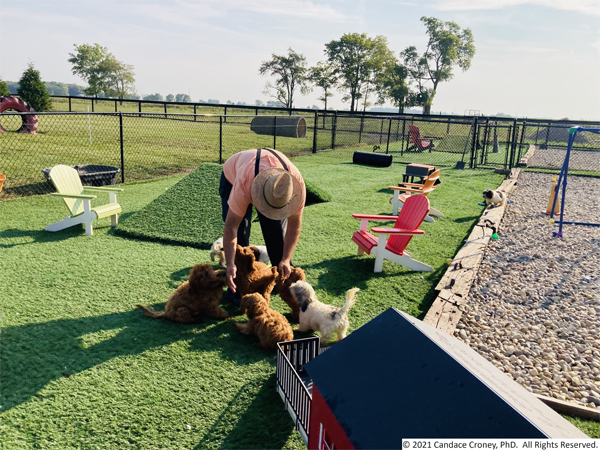 Photo shows well-kept grass and gravel outdoor play yard with elevated ramps, chairs for caretakers, and other play structures.  Centered is a caretaker with 6 dogs gathered around his feet as he leans over and pets them.  This example shows both an enriching play area and positive caretaker interactions with dogs. 